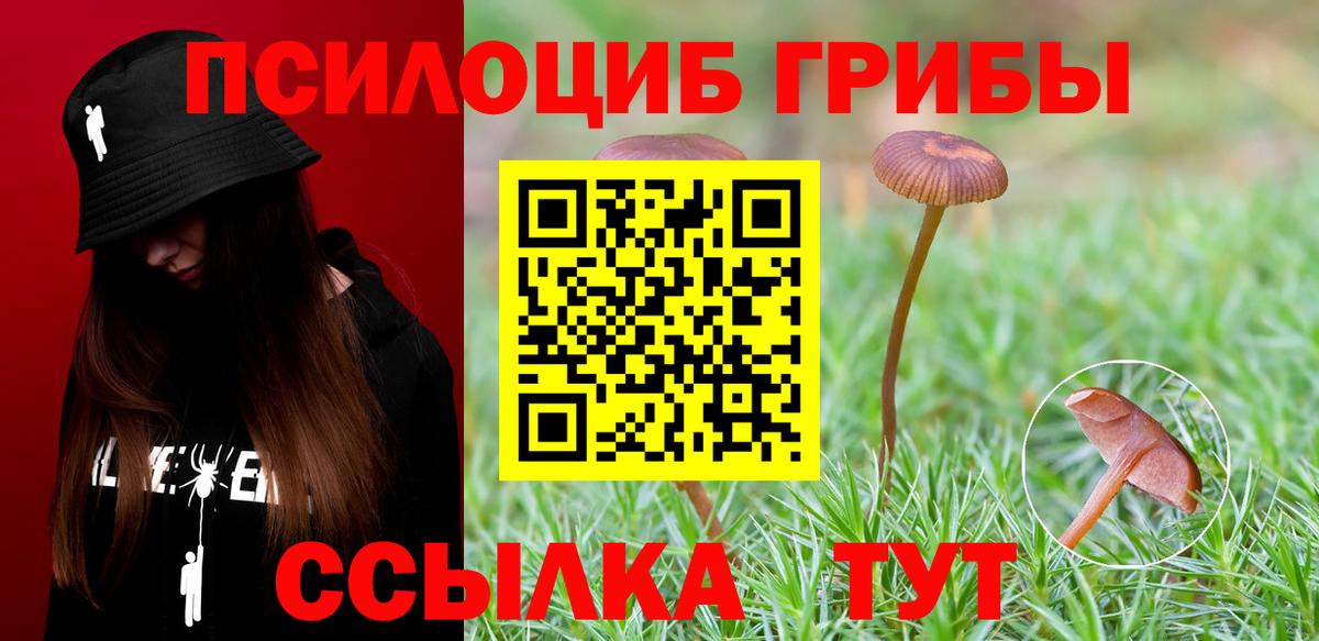 Псилоцибиновые грибы Psilocybe Касимов